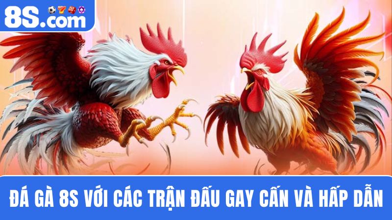 đá gà 8S