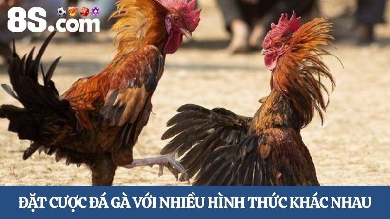 hình thức trực tiếp đá gà 8S